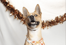 Adoptable Pet of the Week: Honey